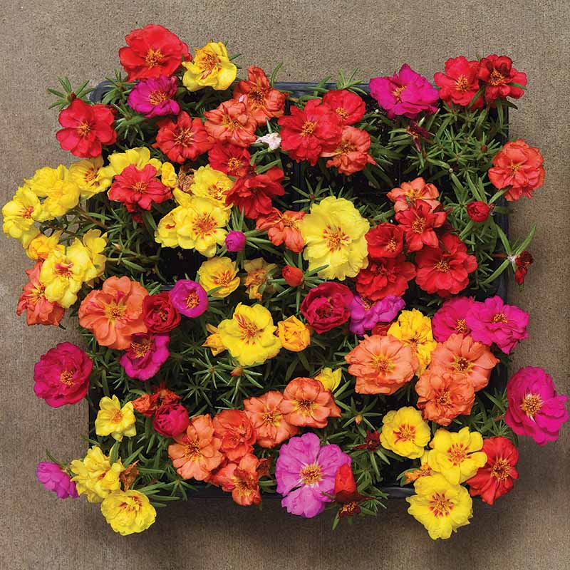 Portulaca Happy Hour Mix Seed