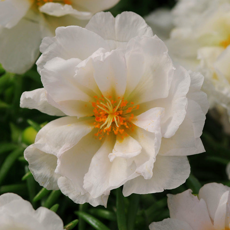 Portulaca Happy Hour Mix Seed