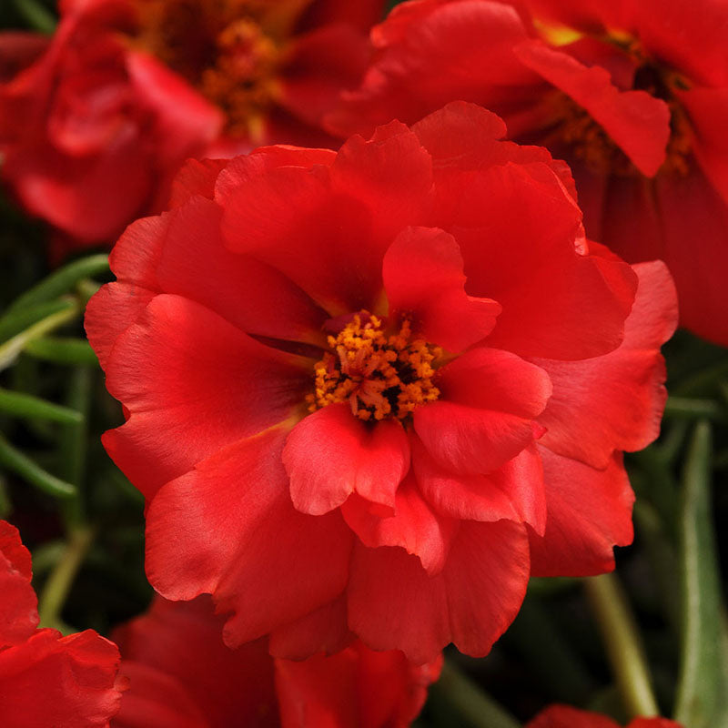 Portulaca Happy Hour Mix Seed