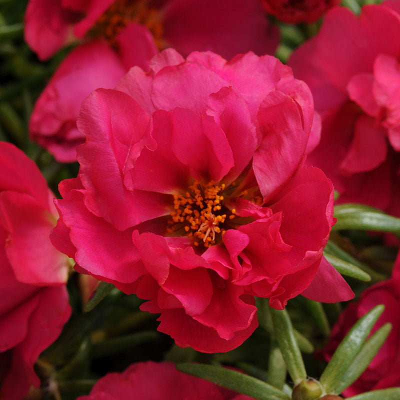 Portulaca Happy Hour Mix Seed