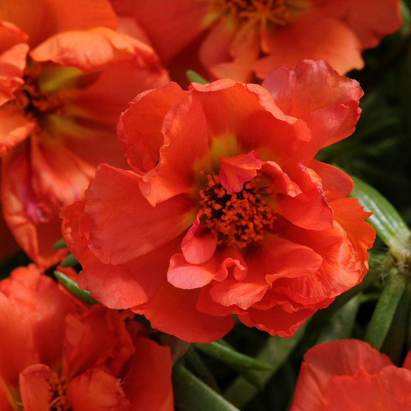 Portulaca Happy Hour Mix Seed