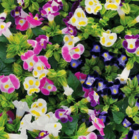 Torenia Kauai Mix Seed