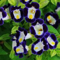 Torenia Kauai Mix Seed