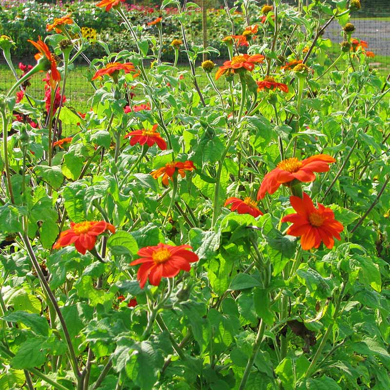 Tithonia Torch Seed