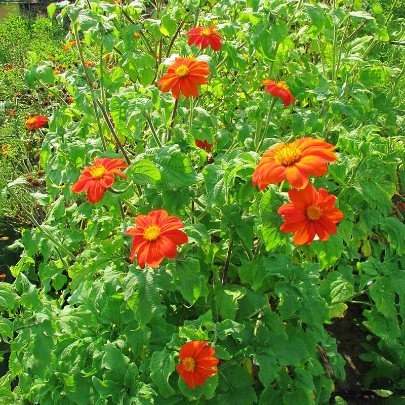 Tithonia Torch Seed