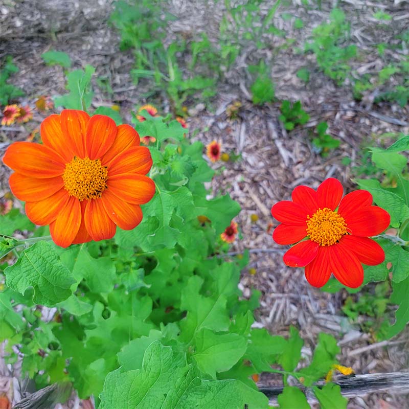 Tithonia Torch Seed