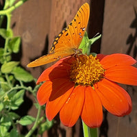 Tithonia Torch Seed