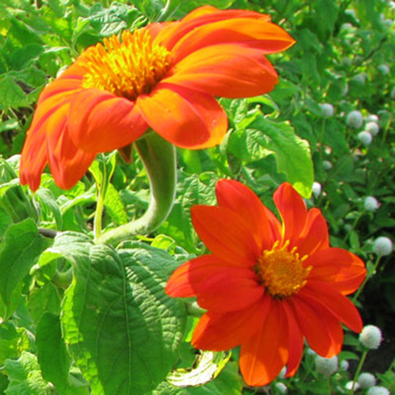 Tithonia Torch Seed