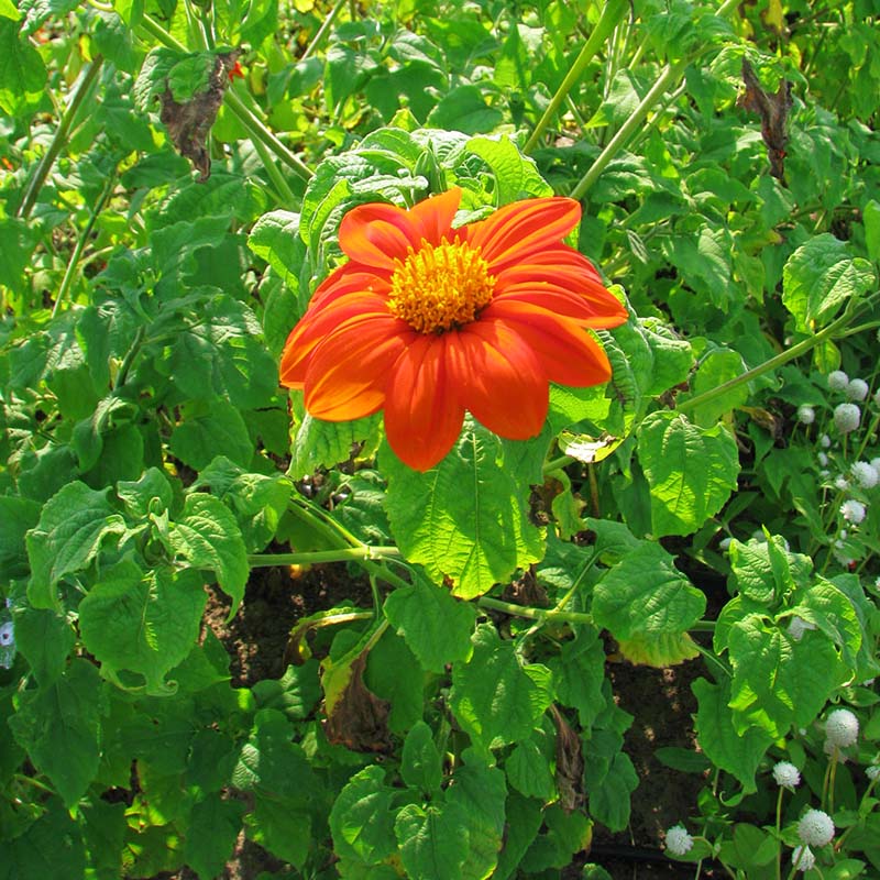 Tithonia Torch Seed