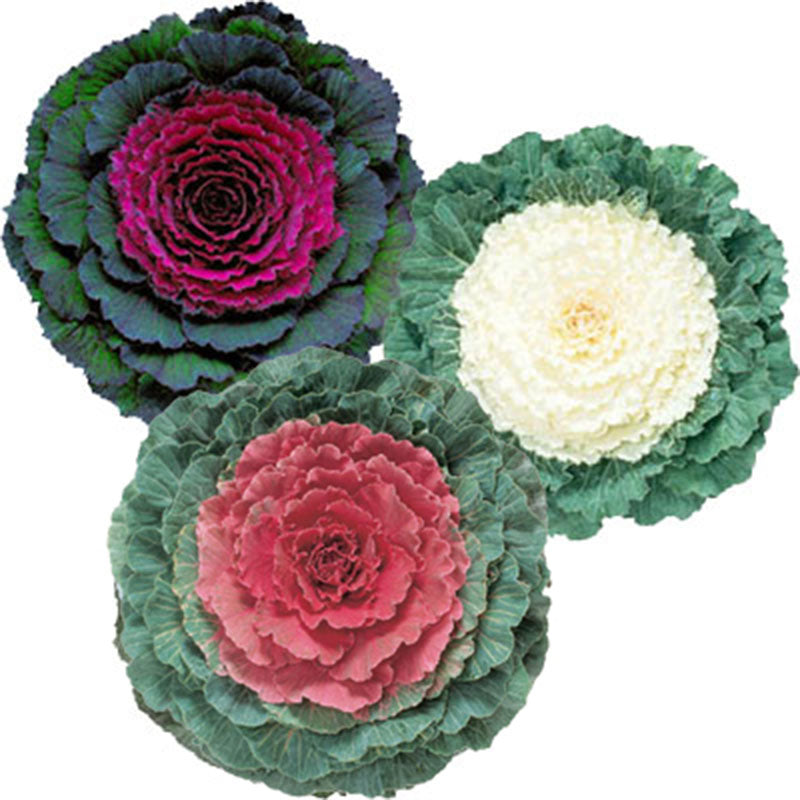 Ornamental Kale Flat Leaf Collection F1 Seed