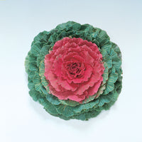 Ornamental Kale Flat Leaf Collection F1 Seed