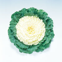 Ornamental Kale Flat Leaf Collection F1 Seed