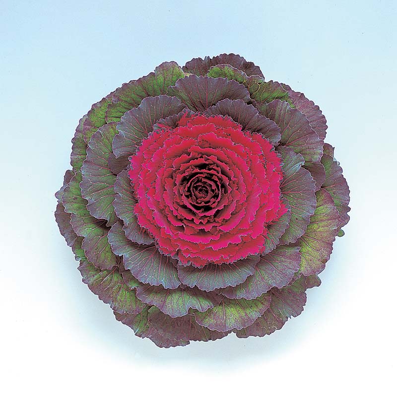 Ornamental Kale Flat Leaf Collection F1 Seed