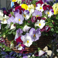 Pansy Cool Wave® Mix Seed