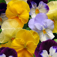 Pansy Cool Wave® Mix Seed