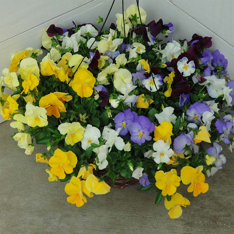 Pansy Cool Wave® Mix Seed