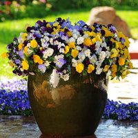 Pansy Cool Wave® Mix Seed