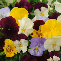 Pansy Cool Wave® Mix Seed