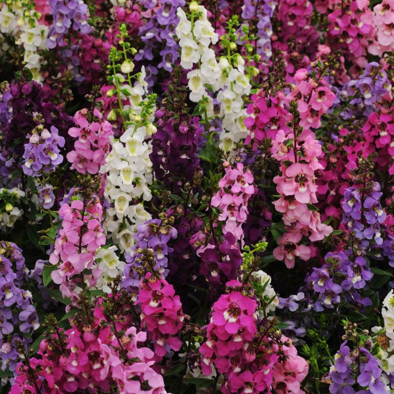 Angelonia Serenita Mix F1 Seed