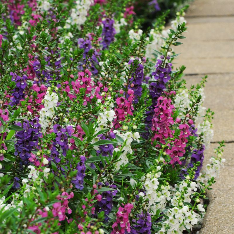 Angelonia Serenita Mix F1 Seed