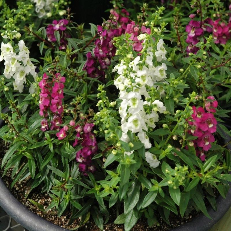 Angelonia Serenita Mix F1 Seed