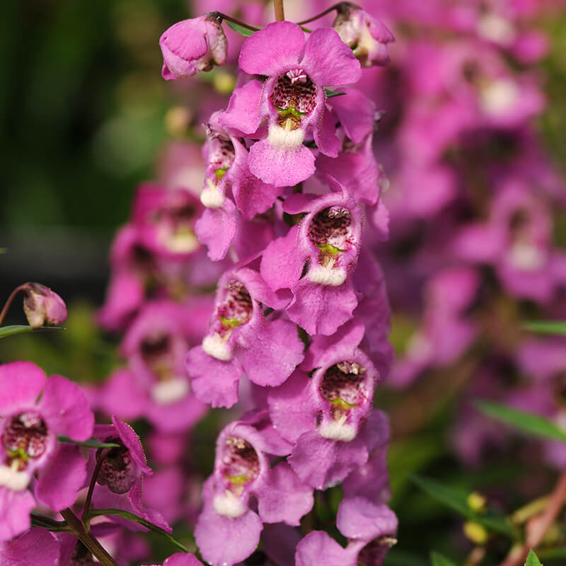 Angelonia Serenita Raspberry F1 Seed