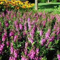 Angelonia Serenita Raspberry F1 Seed