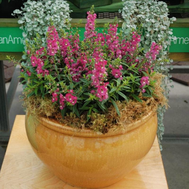 Angelonia Serenita Raspberry F1 Seed