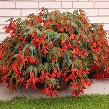 Begonia Sun Cities Santa Cruz Sunset F1 Seed