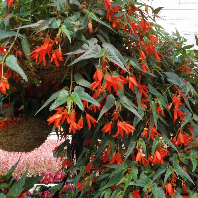 Begonia Sun Cities Santa Cruz Sunset F1 Seed