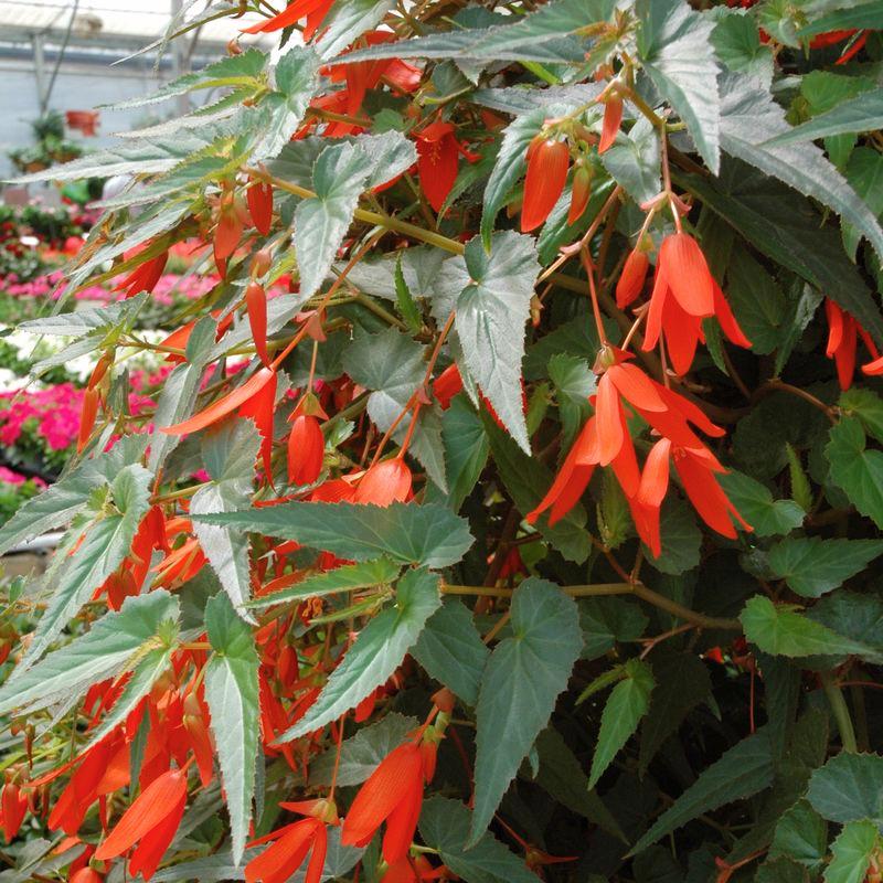 Begonia Sun Cities Santa Cruz Sunset F1 Seed