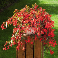 Begonia Sun Cities Santa Cruz Sunset F1 Seed