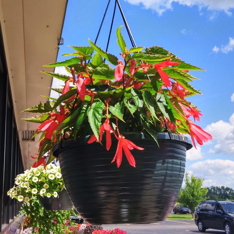 Begonia Sun Cities Santa Cruz Sunset F1 Seed