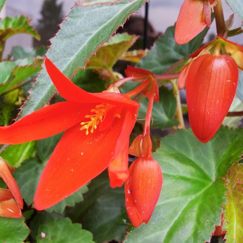 Begonia Sun Cities Santa Cruz Sunset F1 Seed