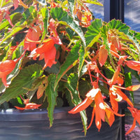 Begonia Sun Cities Santa Cruz Sunset F1 Seed