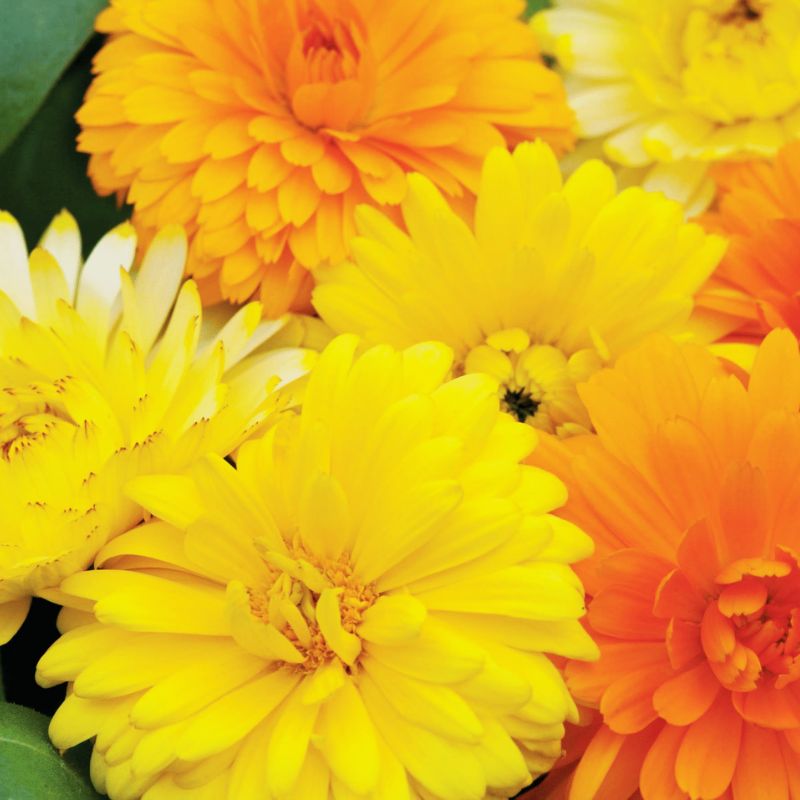 Calendula Costa Mix Seed