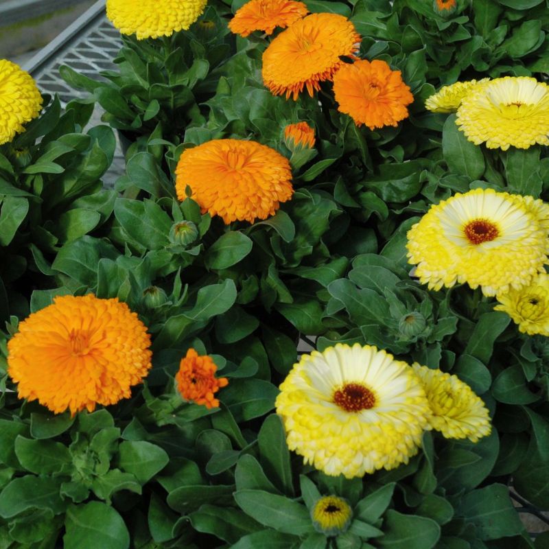 Calendula Costa Mix Seed