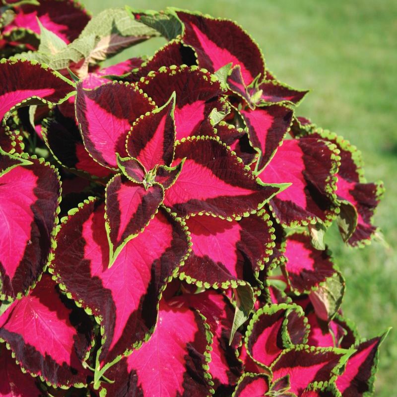 Coleus Chocolate Covered Cherry Seed