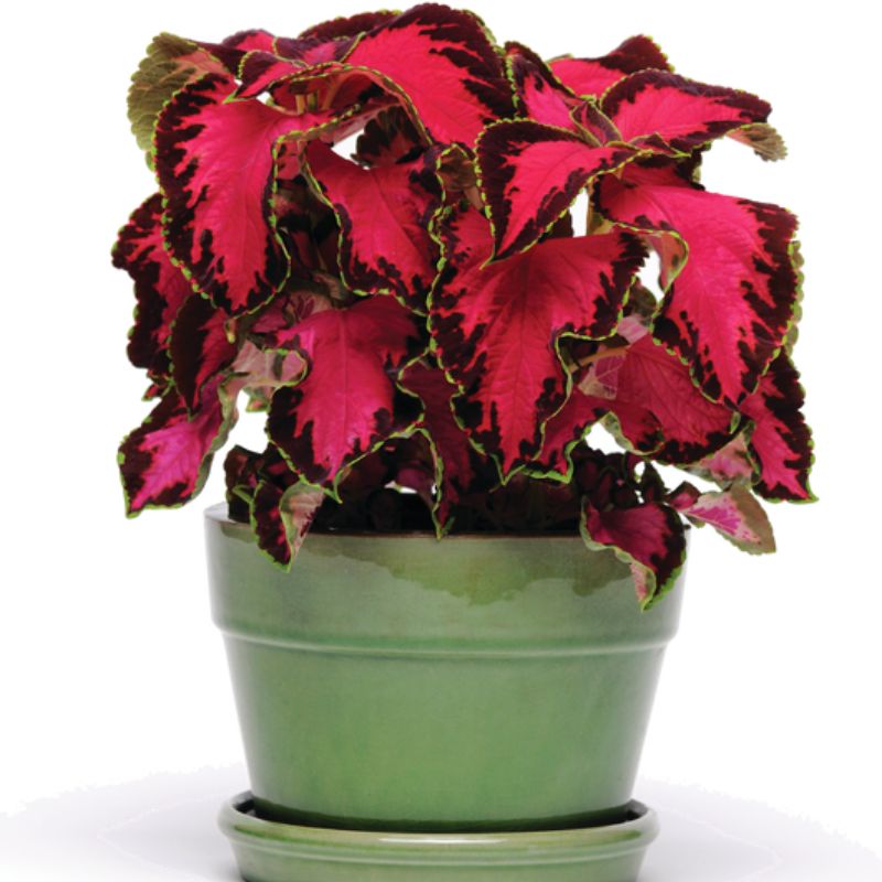 Coleus Chocolate Covered Cherry Seed