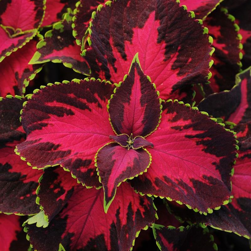 Coleus Chocolate Covered Cherry Seed