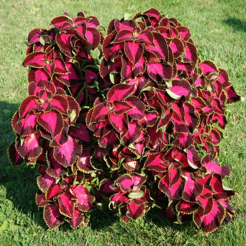 Coleus Chocolate Covered Cherry Seed