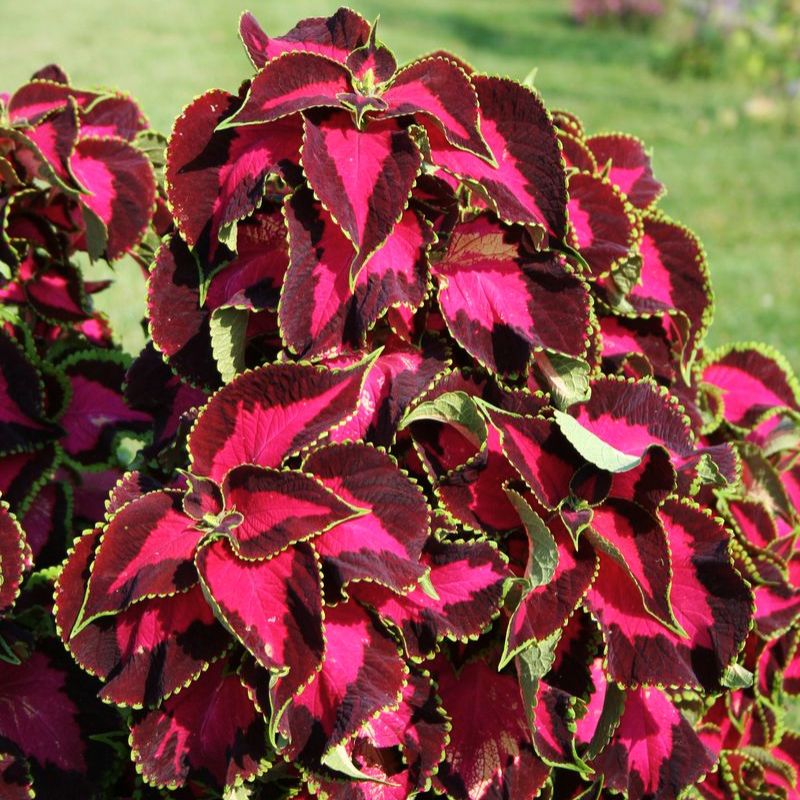 Coleus Chocolate Covered Cherry Seed