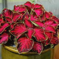 Coleus Chocolate Covered Cherry Seed