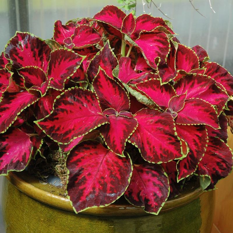 Coleus Chocolate Covered Cherry Seed