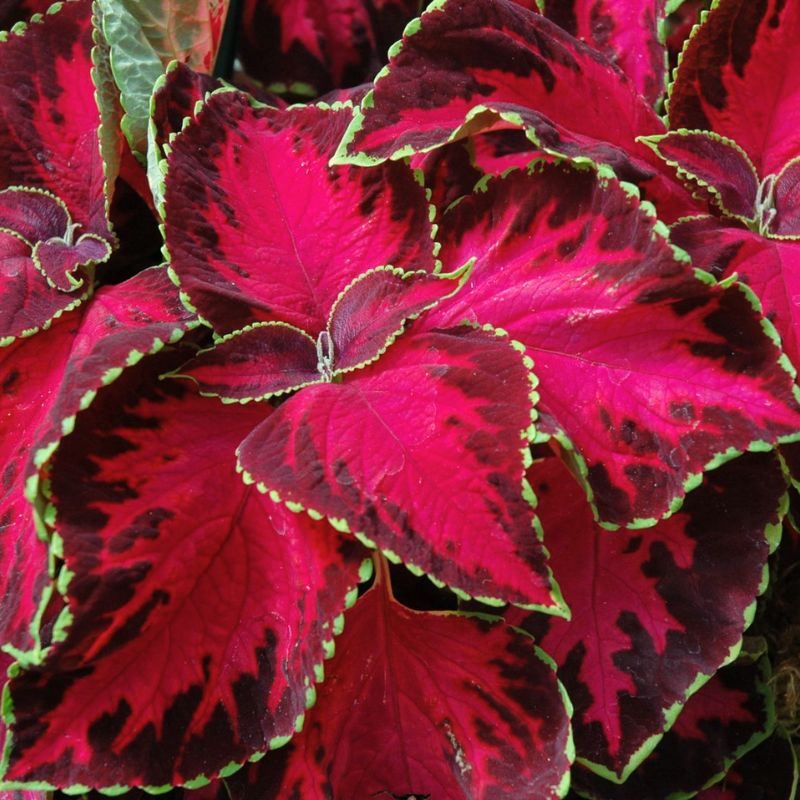 Coleus Chocolate Covered Cherry Seed