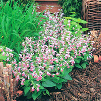 Salvia Summer Jewel Pink Seed