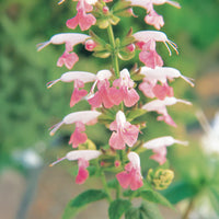 Salvia Summer Jewel Pink Seed