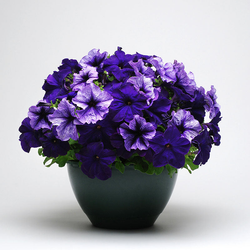 Petunia Fuseables Pleasantly Blue Seed