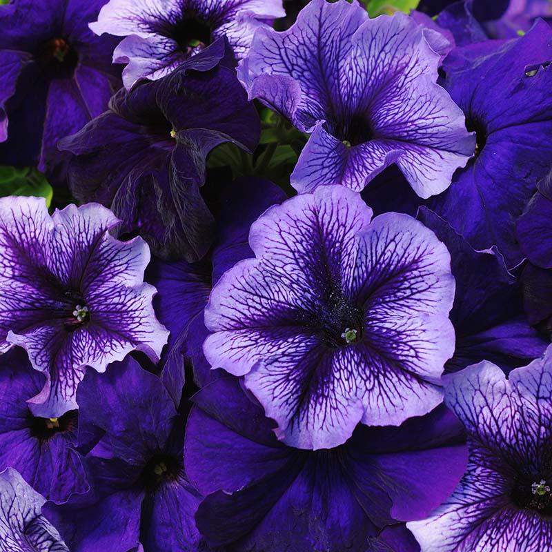 Petunia Fuseables Pleasantly Blue Seed