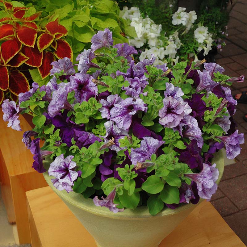 Petunia Fuseables Pleasantly Blue Seed